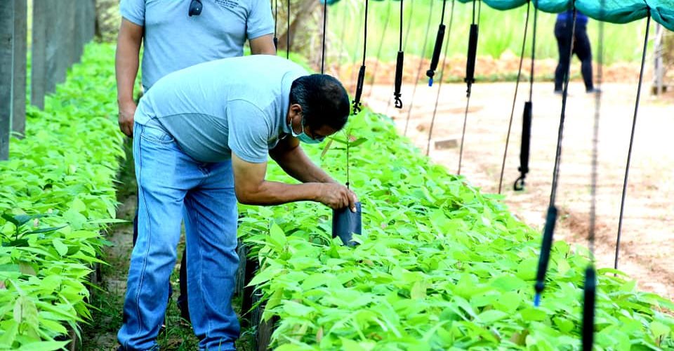 Monitoreo De Entrega De Plantas En El Vivero Forestal De Iberia Dramdd